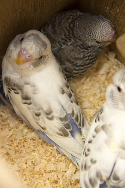 O pequeno periquito está no ninho — Fotografia de Stock