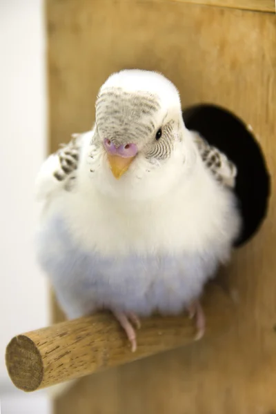 Маленький волнистый попугайчик смотрит из гнезда — стоковое фото