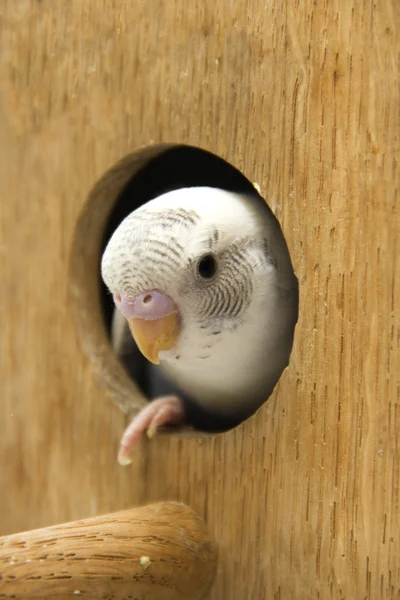 La petite perruche regarde du nid — Photo