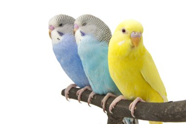 Üç muhabbet kuşu tünek vardır