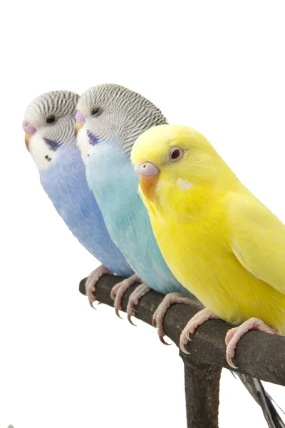 Drie budgies zijn in de zitstok — Stockfoto