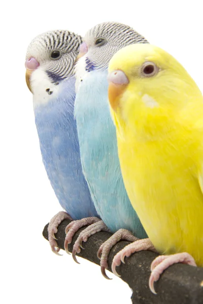 3 つの budgies はねぐらに — ストック写真