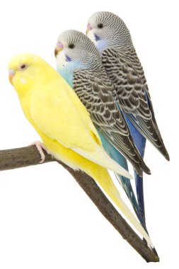 Üç muhabbet kuşu tünek vardır