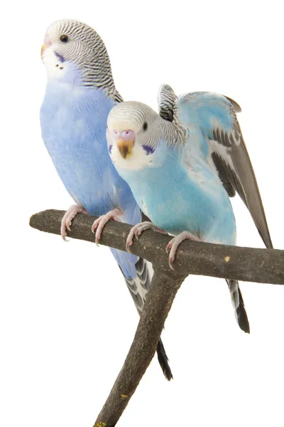 Three budgies are in the roost — Stock Photo, Image