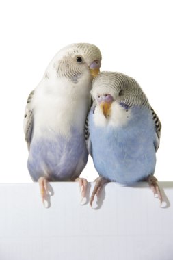 two birds are on a white background clipart
