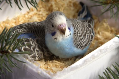 Noel hediyesi, iki küçük kuş