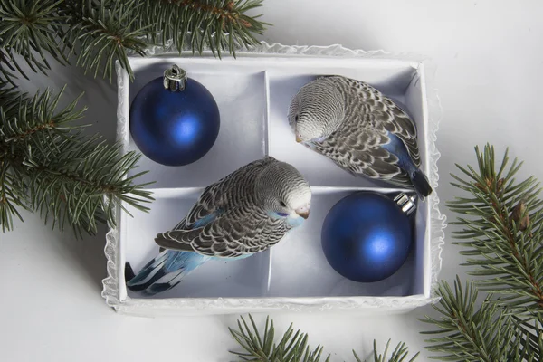 Christmas gift, two small bird — Stock Photo, Image