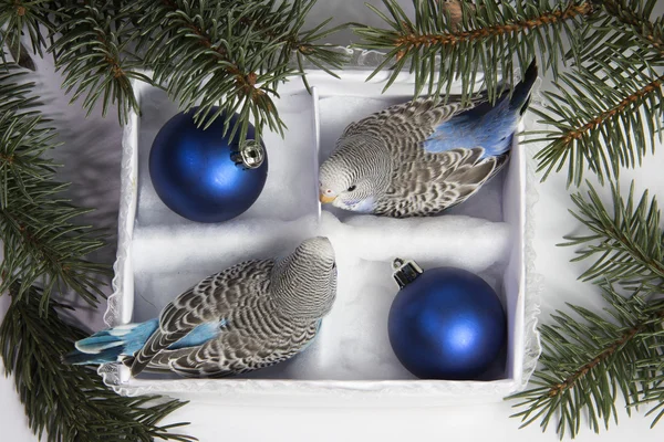 Christmas gift, two small bird — Stock Photo, Image