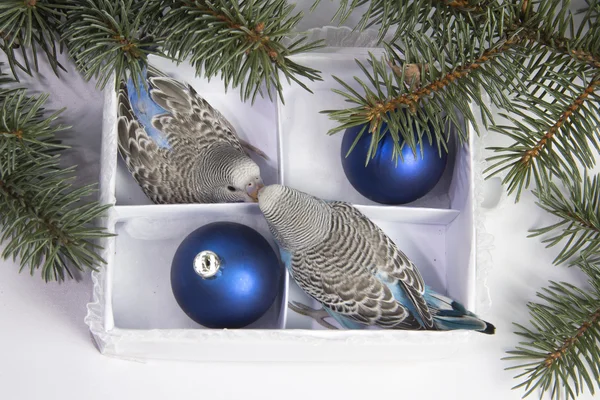 Christmas gift, two small bird — Stock Photo, Image