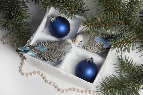 Christmas gift, two small bird — Stock Photo, Image