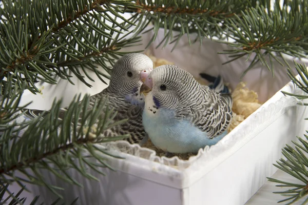 Noel hediyesi, iki küçük kuş — Stok fotoğraf