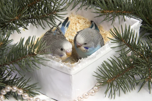 Cadeau de Noël, deux petits oiseaux — Photo