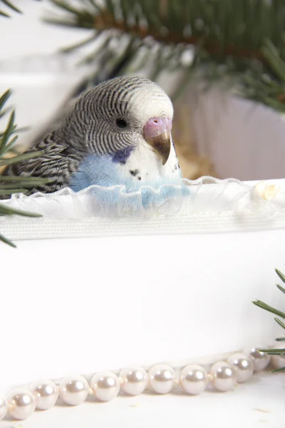 Χριστουγεννιάτικο δώρο, δύο μικρό πουλί — Φωτογραφία Αρχείου