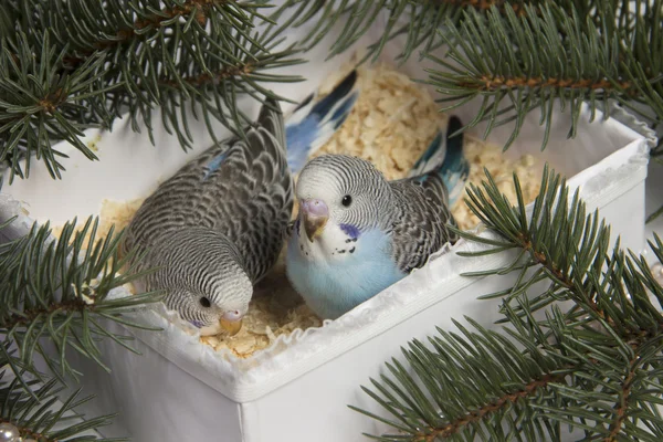 Рождественский подарок, две маленькие птички — стоковое фото