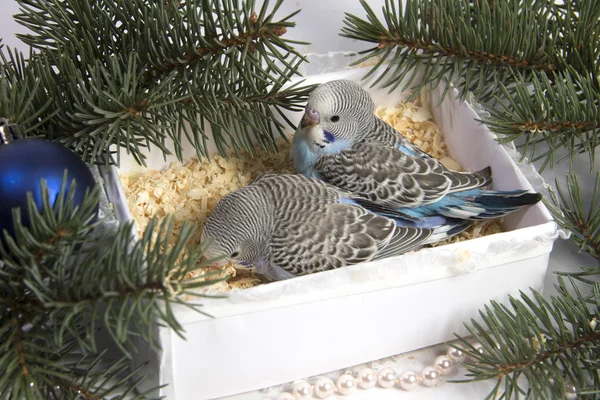 Presente de Natal, dois passarinhos — Fotografia de Stock