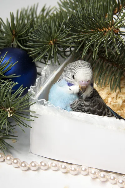 Noel hediyesi, iki küçük kuş