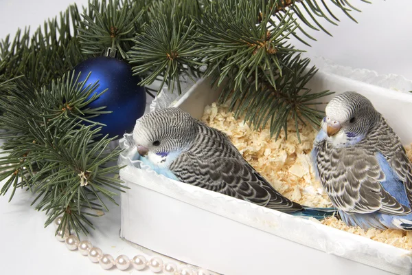 Noel hediyesi, iki küçük kuş