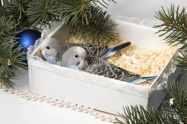 Christmas gift, two small bird — Stock Photo, Image