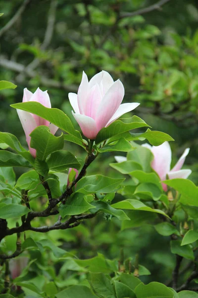 Flor Magnolia Rosa Una Rama —  Fotos de Stock