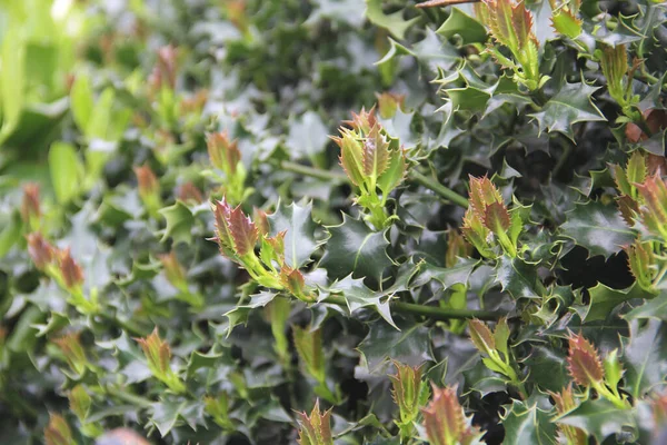 Young Shoots Holly Evergreen European Bush Stock Picture