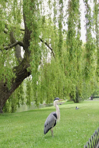 Una Garza Joven Caminando Parque Ciudad Imágenes de stock libres de derechos