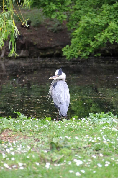 Una Garza Joven Caminando Parque Ciudad Imagen de stock