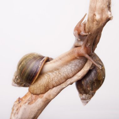 Achatinidae
