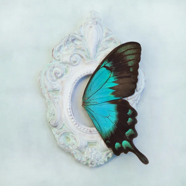 Aripi fluture — Fotografie, imagine de stoc