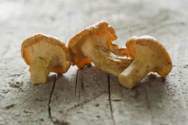 Mushrooms on a wooden floor clipart