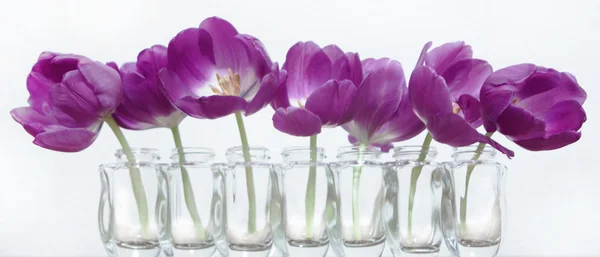 Lila tulipán vázában — Stock Fotó