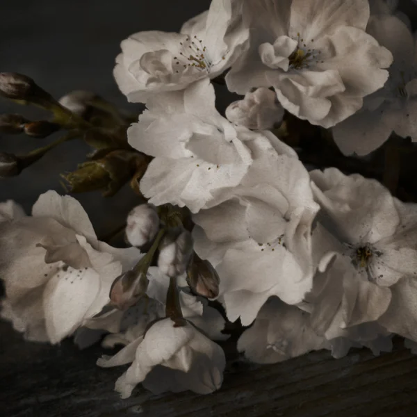 Flores blancas sobre un fondo negro — Foto de Stock