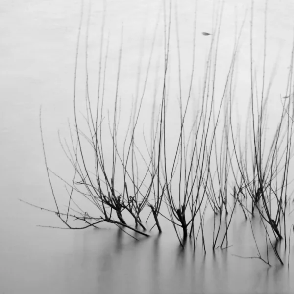Растения в воде и в тумане — стоковое фото