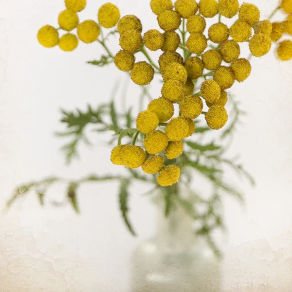 Yellow tansy — Stock Photo, Image