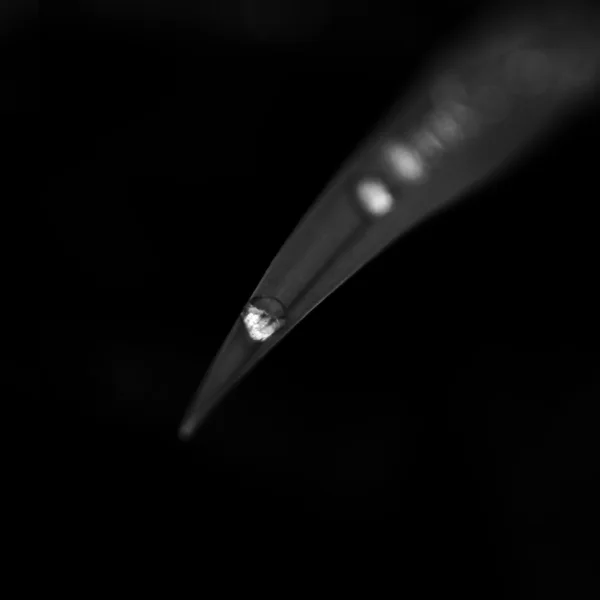 Leaves in rain drops on a black background — Stock Photo, Image