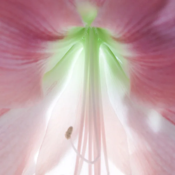 Όμορφο λουλούδι close-up — Φωτογραφία Αρχείου