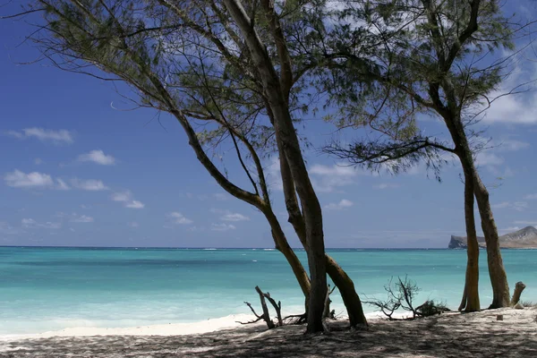 Estate vista natura con palme sulla spiaggia vicino al mare sotto il cielo blu . — Foto Stock