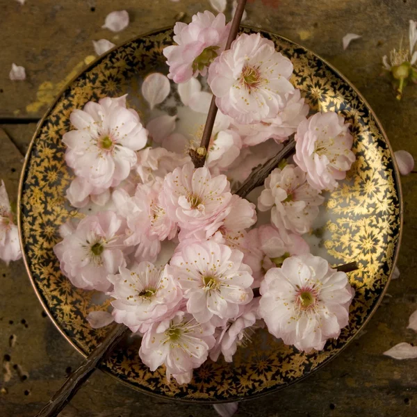 粉色的花在碗里 — 图库照片