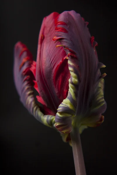 Rode tulip — Stockfoto