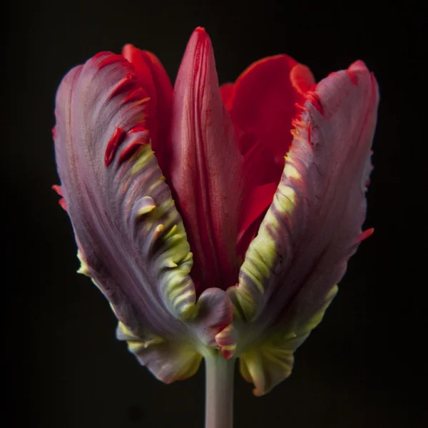 Rode tulip — Stockfoto