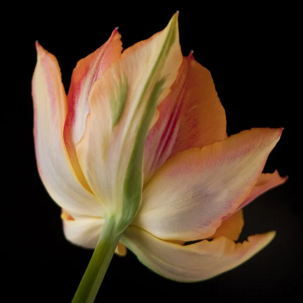 Krásný květ na černém pozadí — Stock fotografie