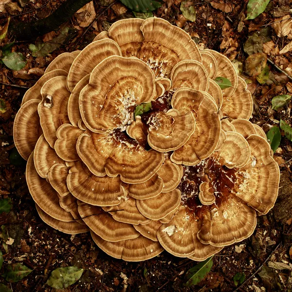 Pilz — Stockfoto