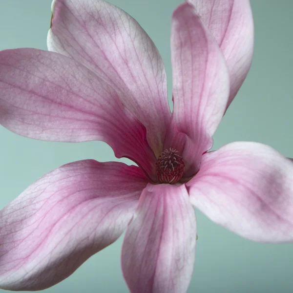 Розовый цветок на светло-зеленом фоне — стоковое фото