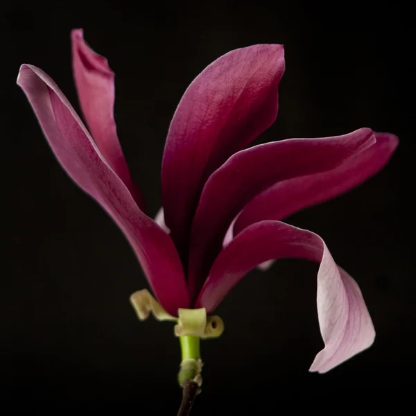 Magnolia — Stockfoto