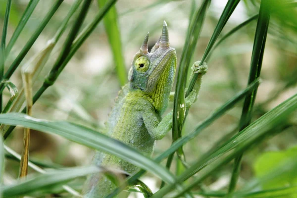 Lagarto en la hierba — Foto de Stock