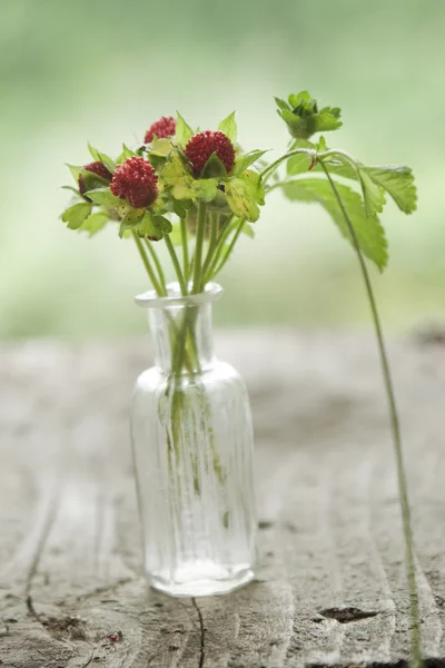 Wild strawberries — Stock Photo, Image