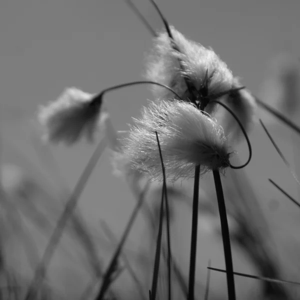 Bomull gräs — Stockfoto