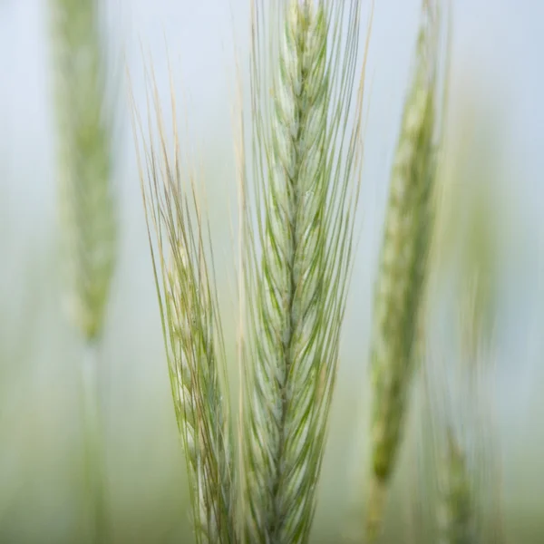 Granen veld — Stockfoto