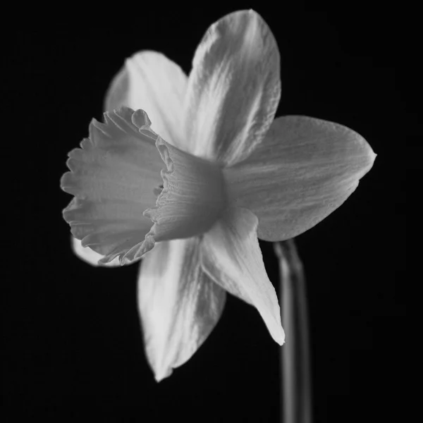Daff in black and white — Stock Photo, Image