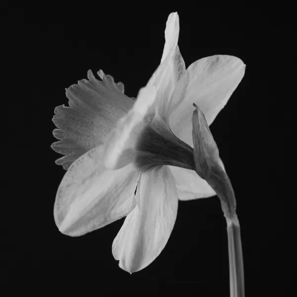 Daff em preto e branco — Fotografia de Stock