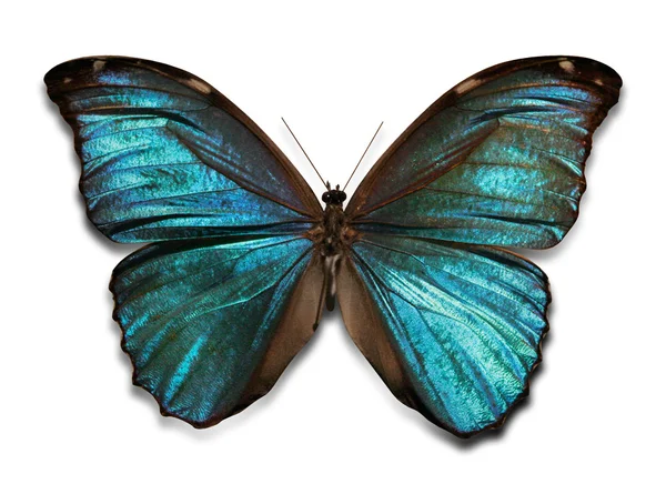 Farfalla blu, lucente — Foto Stock
